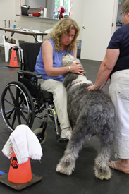 Therapy Dog Classes